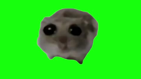 Sad Hamster | Green Screen