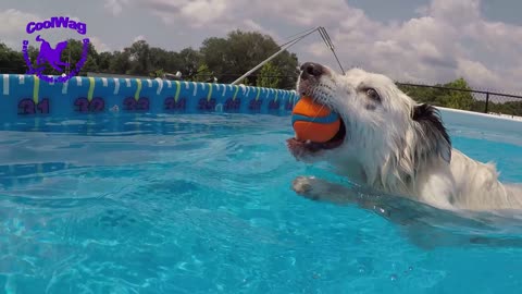 Diving Dogs Underwater CAM #1