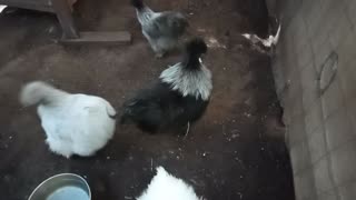 Some silkie chickens