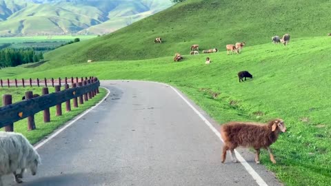 Roads and sheep on the grassland