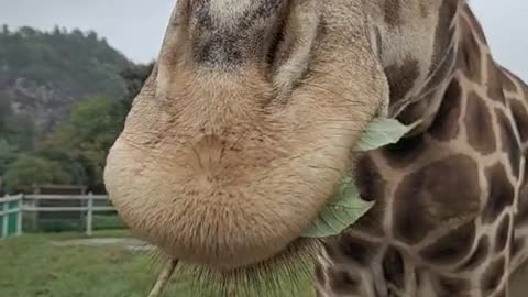 Giraffe tongue is so long