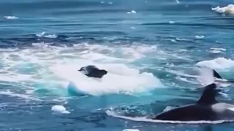 Killer whales work together to hunt seals.