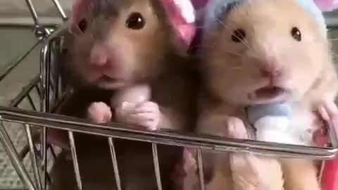 Funny hamsters!