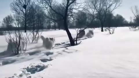 Dog playing in snow