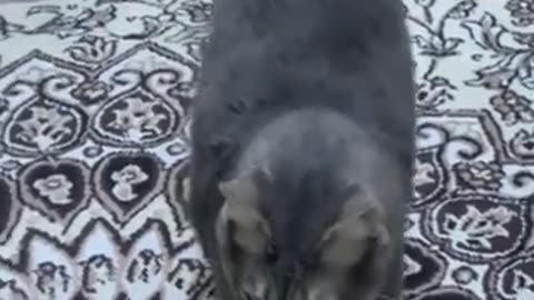 2022's Funniest Animal Videos: The Cutest Cat and Dog Videos