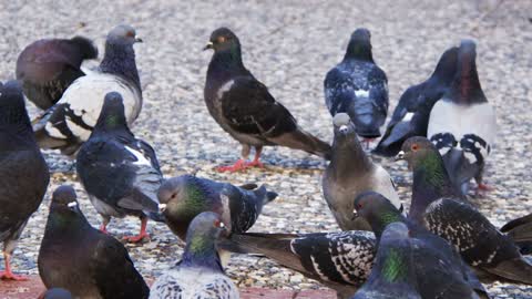 Animal Bird Pigeons