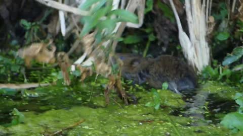 Young Water Voles Are Efficient Ecosystem Engineers!