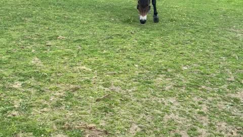 Second friendly pony