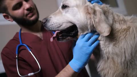 Low angle view of handsome vet doctor with beard smiling, talking to retriever dog