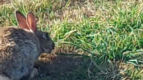 English wild rabbit