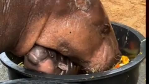 Baby Hippo ❤️🦛