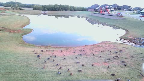 Wednesday morning on the pond