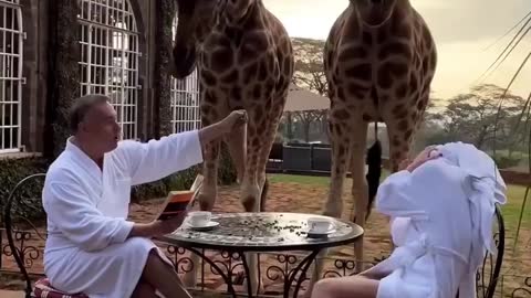 Animal Shorts Video #shorts #funny #shortsvideo #viralshortsvideo #newshortsvideo #newshorts