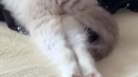 When a cat sleeps in a funny way