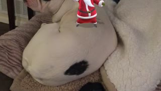 Christmas Frenchie