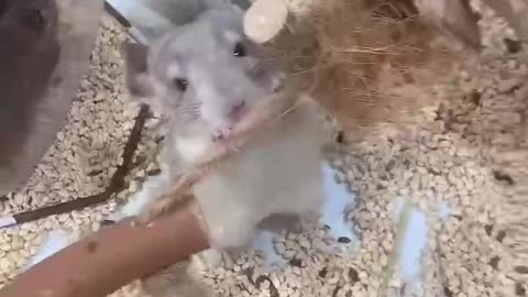 A chinchilla gnawing at a rope