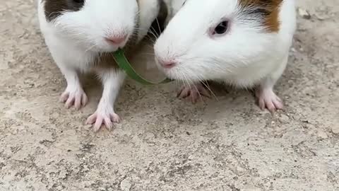 Guinea Pig Eating Forage Grass