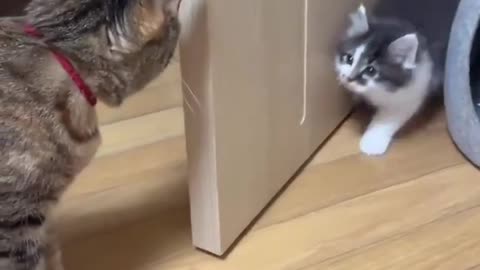 Cats funny short video