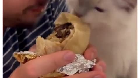 Owner sharing food with her kitten