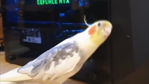 Birb Enjoying his new Gaming Computer