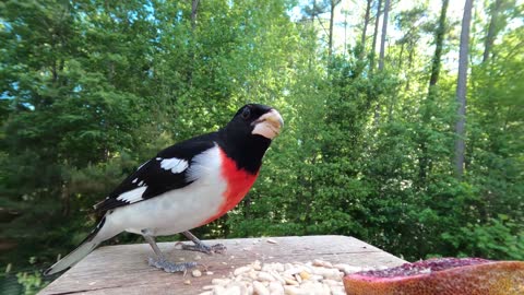 Beautiful Rose-breasted Grosbeak