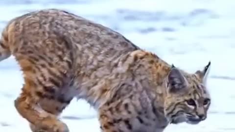 Tiger Jump. Viral Animals Video Clip. Funny Animals