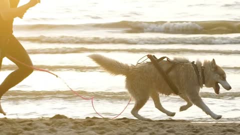 Female runner jogging with siberian husky dogs during the sunrise on beach