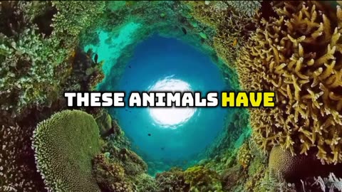 Longest living animals on Earth 🌎