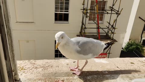 Evening Gull in the Sun