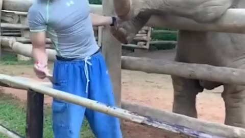 Playful baby elephant pokes guy with his trunk