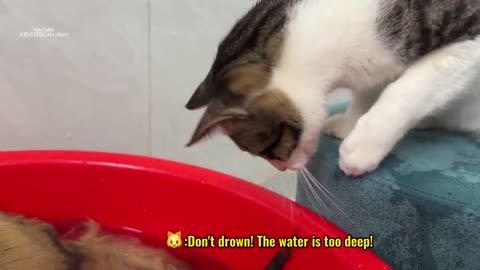 The little duck invites the cat to take a bath with him.