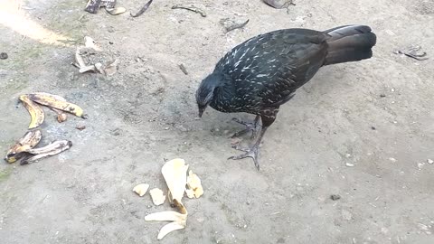 Jacu Madrugador: Acordando Cedo para Saciar a Fome!