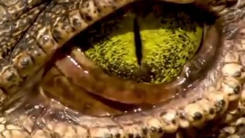 Crocodile's eyes👀