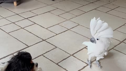 Cockatoo Barks at Canine Pal