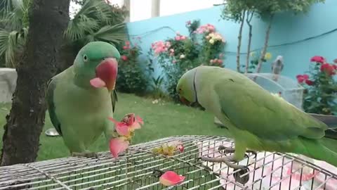 Beautiful parrot