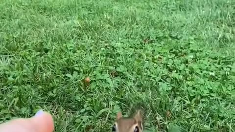 The girl and her squirrel neighbor