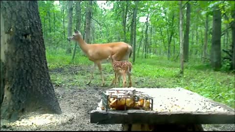 Doe with fawn very funny