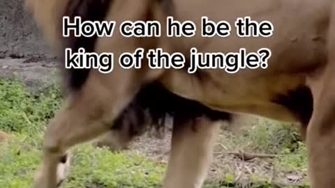 How is the lion king of the jungle