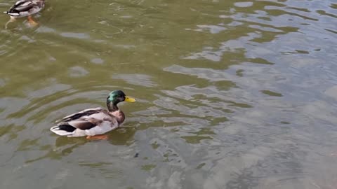 Gulls And Ducks On A Lake In Great Britain.