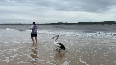 Amazing view, Big birds, Fish