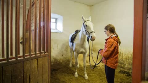 Person feeding white horse with carrot