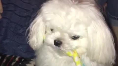 White maltese dog spins black fidget spinner