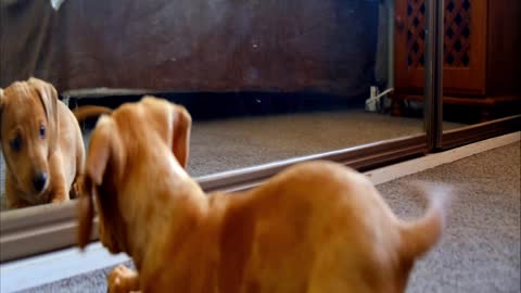 The dog plays with his reflection in the mirror