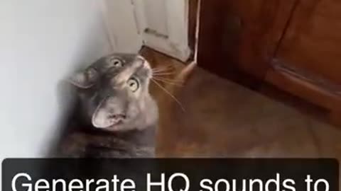 Sounds that attract cat