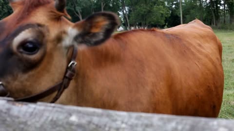 Cow walks towards hands with grass