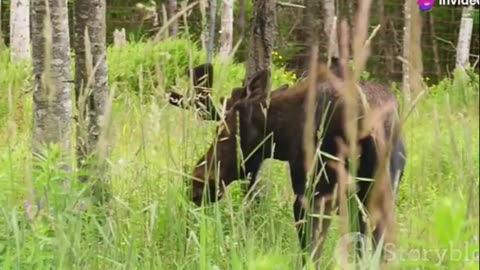 The moose with its imposing antlers #shorts