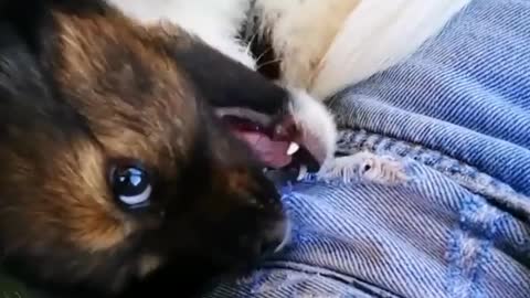 Brown puppy biting girls shirt and shorts