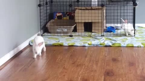 Bunny jumping over cage