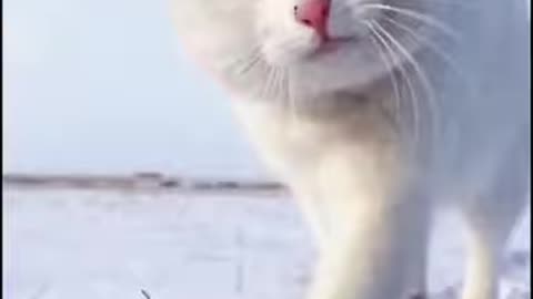 #cat #snow #lively #peacocks #dolphins #girls #small #tiktok #cute #funny #happy #animals #clever #p