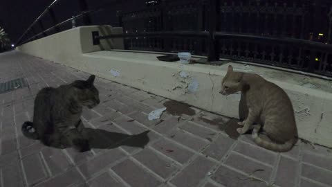 MICHAEL JACKSON & ED SHEERAN - Homeless cats in Ras Al Khaimah, UAE #cat #EdSheeran #MichaelJackson